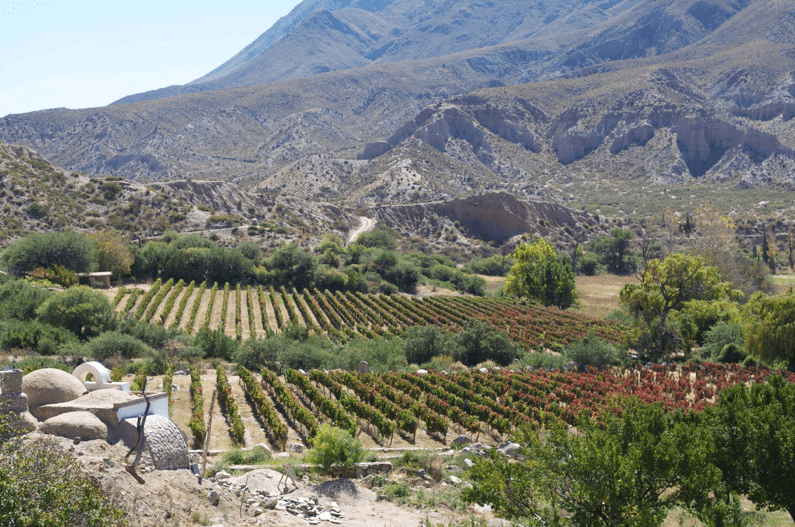 Tasting three wines from your Argentine collection with Julien Miquel
